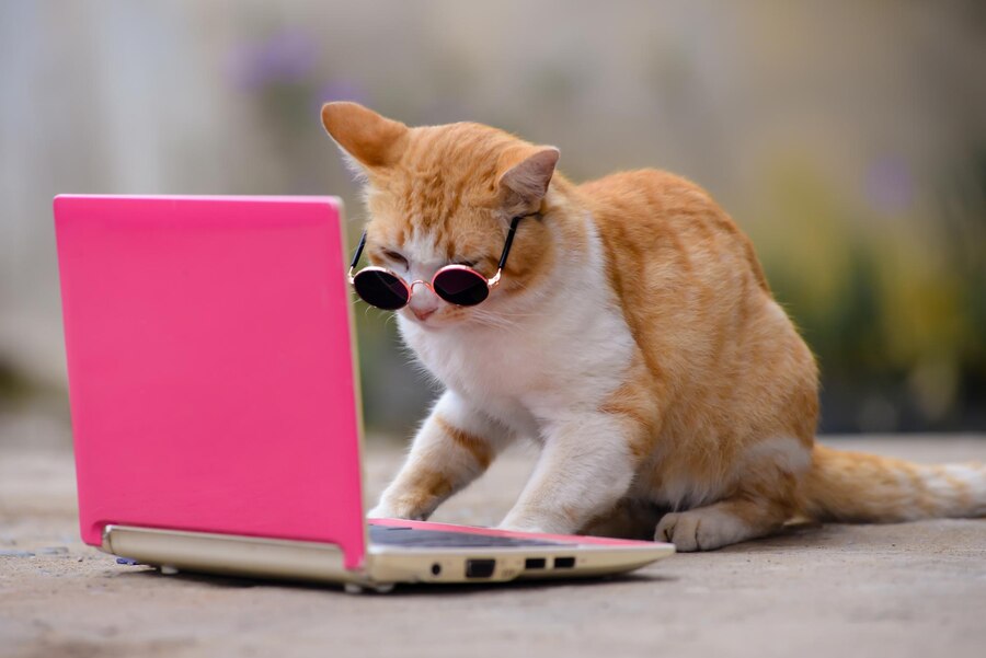 Cat working on laptop